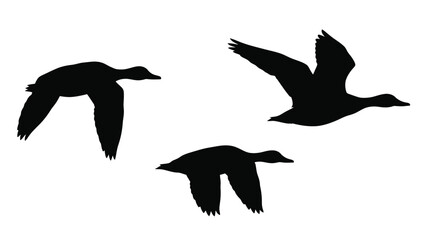Three black silhouettes of ducks in flight on a white background © SHM707k