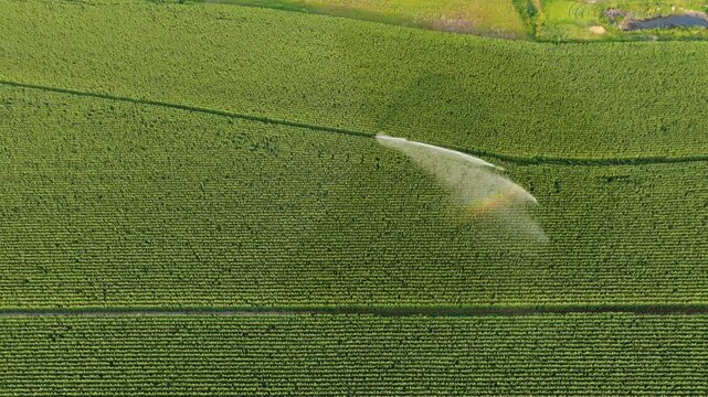 Aerial of a sprinkler irrigation of a field with corn in summer