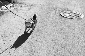 Pug dog on a leash with a coat