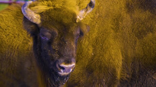 Close up of a european bison standing around in the winter on a snowy and cloudy day in january.,