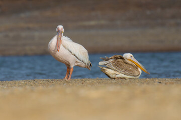 Obraz premium Great white pelicans on the lake
