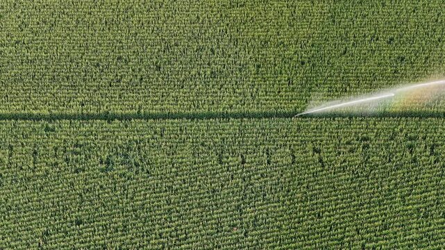 Water wasting with a sprinkler machine, maize monoculture in France in summer.