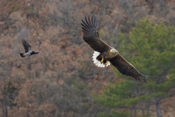 White-tailed Eagle soaring