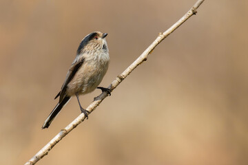 Long-tailed Tit on a branch