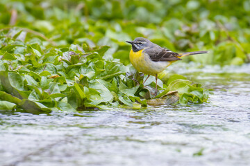 Grey Wagtail by the river