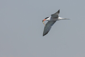 Common Tern with the fish