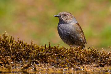 Dunnock on the moss