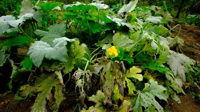 Rising camera from ground revealing dying zucchini plant after catching fungi powdery mildew while growing in sand rich soil in organic garden
