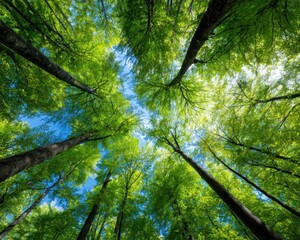 Fototapeta premium A striking low-angle shot captures the beauty of a dense forest canopy.