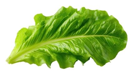 Autumn leaves on white vibrant autumn foliage rests gracefully upon a clean white backdrop showcasing nature s seasonal beauty