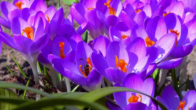 Honey bees collect nectar and pollen on blue crocus flowers in the garden