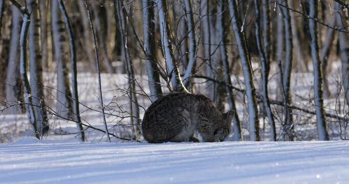 Lynx cub in winter. Young Eurasian lynx, Lynx lynx, sits in snowy birch forest and sniffs about prey. Beautiful wild cat in nature. Animal with spotted orange fur. Beast of prey at frosty sunrise.