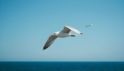 Fototapeta premium Seagulls soaring over the ocean