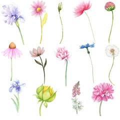 Obraz premium Watercolor Wildflower Clipart Set, Hand Painted Floral Elements Isolated on White