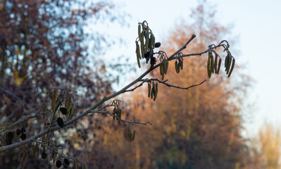 Close-up of alder tree branch with catkins and cones