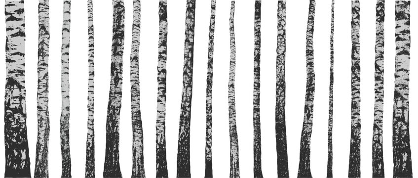 Birch grove forest. Birch tree trunks showing natural texture and black and white contrasting patterns. Vector illustration