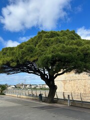 Mediterranean pine tree by stone wall under blue sky in Mdina, Malta.
Large Mediterranean pine tree near historic stone wall, blue sky and coastal urban landscape.