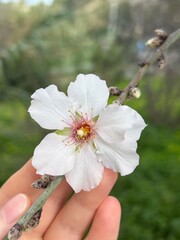Close-up of white spring flower blossom held in hand, shallow depth of field, natural background on Malta