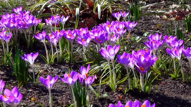 Purple flowers of spring primrose crocus in the garden