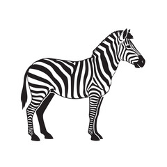 Obraz premium A black and white illustration of a zebra standing on a plain background