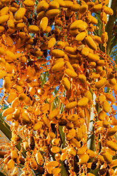 Clusters of bright yellow dates hanging from a palm tree against a blue sky. Ouarzazate, Morocco