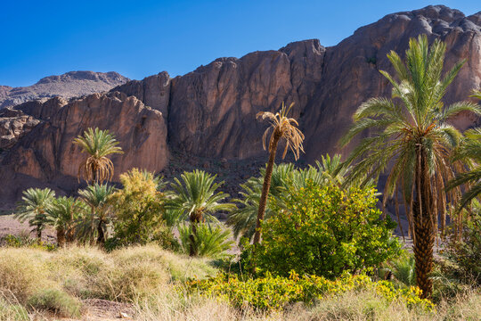 Lush palm trees and rugged mountains under a clear blue sky in a desert landscape. Ouarzazate, Morocco