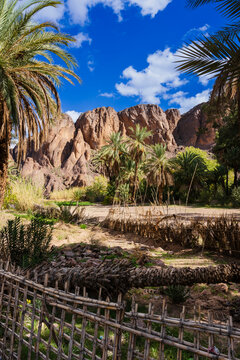 Lush palm trees and a rustic fence frame a rocky mountain under a vibrant blue sky. Ouarzazate, Morocco