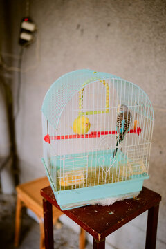Two birds in a cage sit on a small table against a plain wall indoors. Chengdu, Sichuan, China
