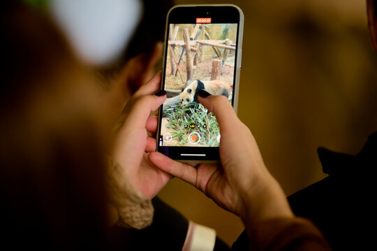 A person photographing a panda eating bamboo with a smartphone at a zoo. Chengdu, Sichuan, China