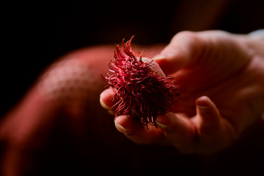 Woman holds a vibrant red rambutan against a dark, blurred background. Li River, Li Jiang, Guangxi, China