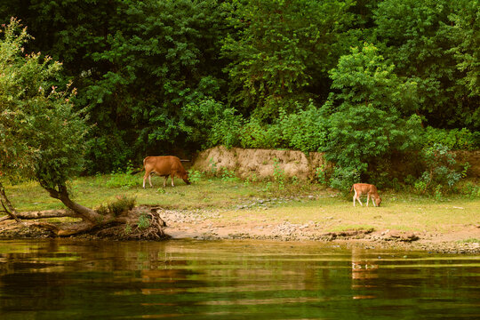 Cows grazing by a tranquil riverside surrounded by lush green trees and dense foliage. Li River, Li Jiang, Guangxi, China