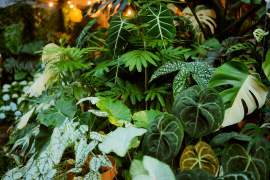 Lush assortment of tropical green plants with large, variegated leaves in a garden setting. Guangzhou, Guangdong, China