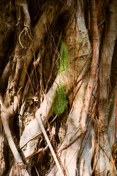 Close-up of tree bark with intricate roots and green vines in natural light Guangzhou, Guangdong, China
