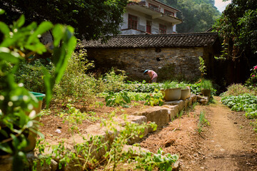 A person tends to a lush, green garden in front of a rustic stone building on a sunny day. Trip from Guilin to Chengdu, Guangxi, Sichuan, China