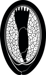 Black silhouette of  structure of spruce seed isolated on white background