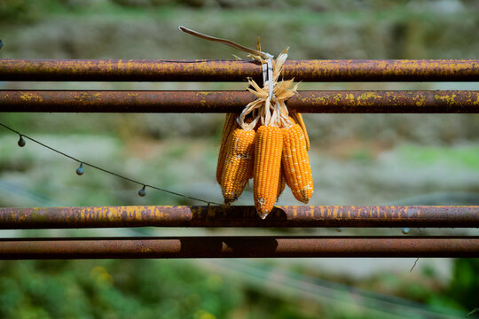Bundles of dried corn hang on a rusty metal fence in a rural outdoor setting. Longji (Longsheng) Rice Terraces, Longsheng, China