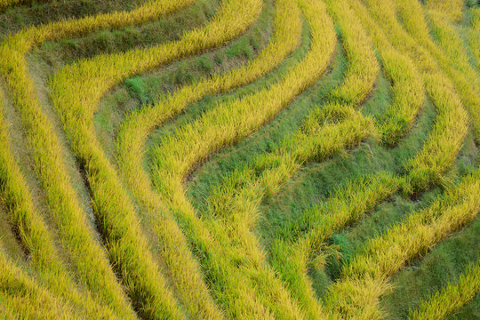 Vibrant green and yellow terraced rice fields create striking patterns in the lush landscape. Longji (Longsheng) Rice Terraces, Longsheng, China