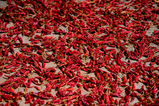 Red chili peppers drying in the sun, spread across a flat surface. Longji (Longsheng) Rice Terraces, Longsheng, China