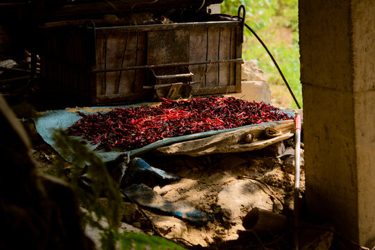 Sunlit red chili peppers drying on a mat in a rustic, natural setting with earthy tones. Longji (Longsheng) Rice Terraces, Longsheng, China