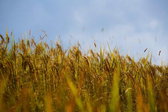 A golden field of wheat swaying under a clear blue sky at midday. Longji (Longsheng) Rice Terraces, Longsheng, China