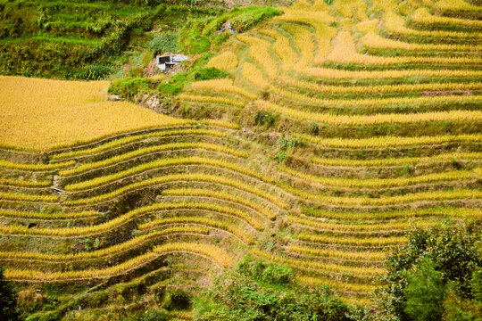 Golden rice terraces cascade down a lush hillside under bright sunlight. Longji (Longsheng) Rice Terraces, Longsheng, China