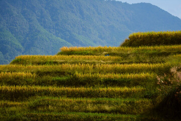 Lush green and yellow terraced fields with a mountainous backdrop in the distance. Longji (Longsheng) Rice Terraces, Longsheng, China