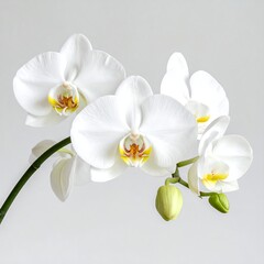 Pristine white orchids, delicate petals, soft light, gray background