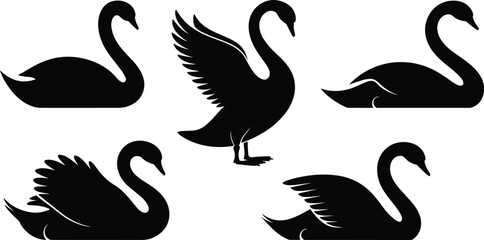 Black swan silhouette vector set, elegant bird poses, standing and swimming swans, graceful animal shapes, minimalist wildlife design, decorative illustration © KailashChandra