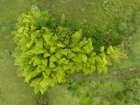 Aerial view of lush green bamboo forest amidst grassland, showcasing vibrant natural textures. Santander, Colombia