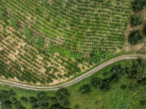 Aerial view of lush green farmland with neat rows and a winding dirt path. Santander, Colombia