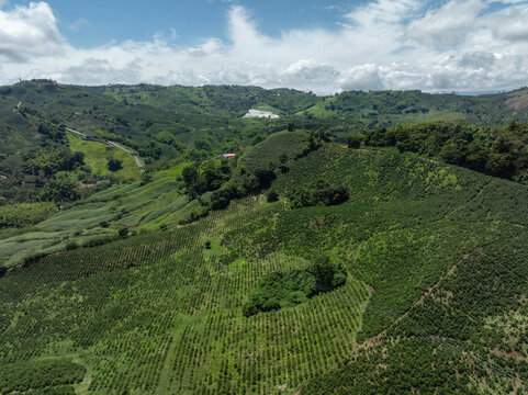 Lush green hills with rows of crops under a clear blue sky on a sunny day. Santander, Colombia