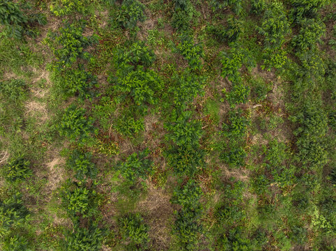Aerial view of lush green vegetation arranged in rows on a fertile landscape. Santander, Colombia