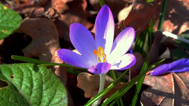 Crocus tommasinianus, blooming purple crocus flowers in the garden
