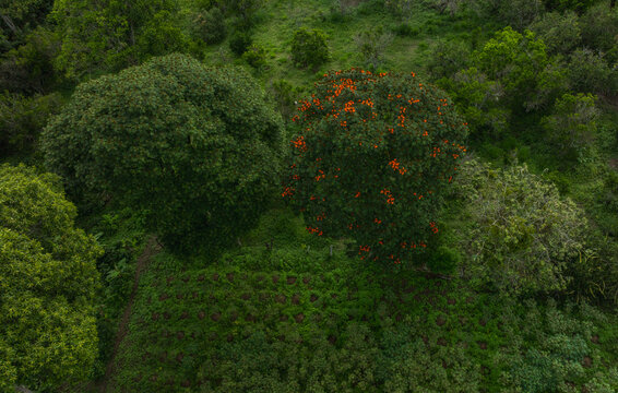 Aerial view of lush green landscape with two large trees, one covered in vibrant orange blossoms. Colombia